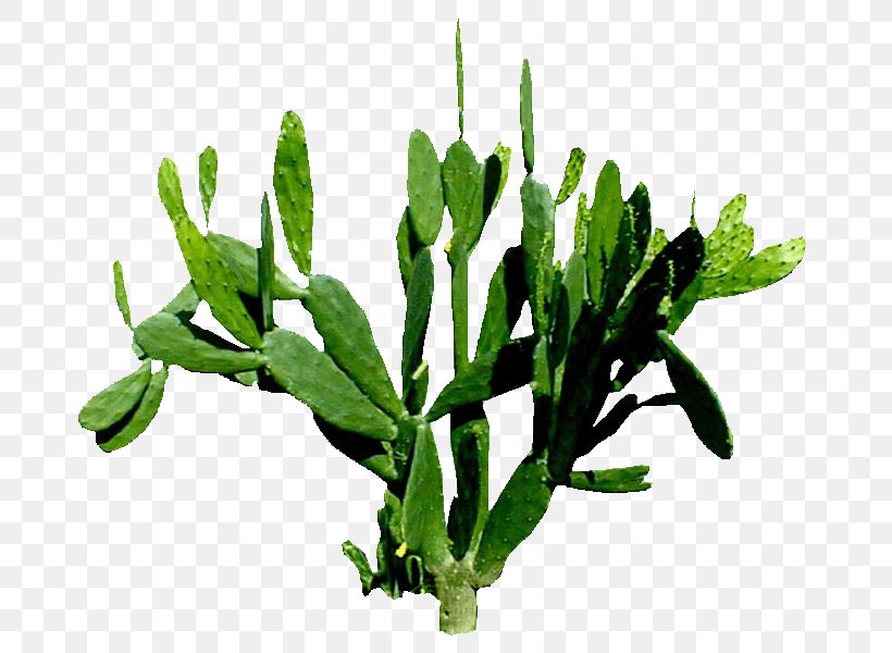 Cactus Image Plants Thorns, Spines, And Prickles, PNG, 700x600px, Cactus, Desert Prickly Pear, Extract, Flowering Plant, Flowerpot Download Free