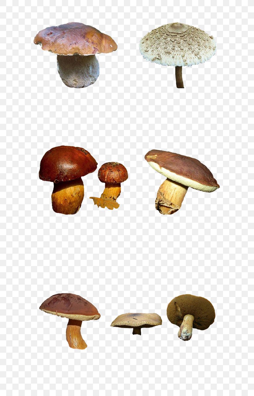 Edible Mushroom Common Mushroom Fungus Shiitake, PNG, 666x1280px, Mushroom, Agaricaceae, Agaricomycetes, Agaricus, Champignon Mushroom Download Free