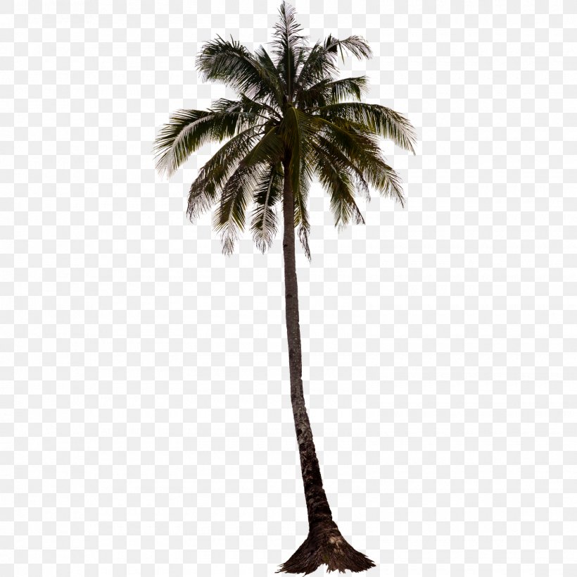 IPhone 5s Arecaceae Tree, PNG, 1600x1600px, Iphone 5s, Arecaceae, Arecales, Attalea Speciosa, Autodesk 3ds Max Download Free