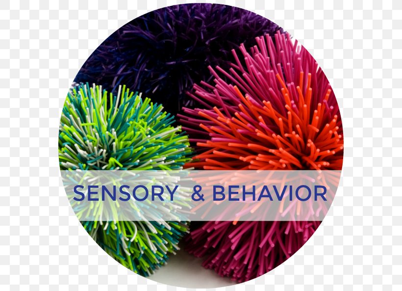 Sensory Nervous System Sensory Processing Sense Vestibular System, PNG, 590x593px, Sensory Nervous System, Behavior, Brain, Child, Christmas Ornament Download Free