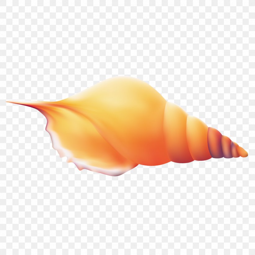 Conch Seashell, PNG, 1500x1501px, Conch, Caracol, Cartoon, Gratis, Orange Download Free