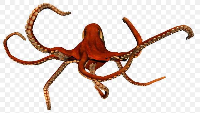 Octopus Insect Cephalopod Terrestrial Animal Pest, PNG, 800x465px, Octopus, Animal, Animal Figure, Cephalopod, Insect Download Free
