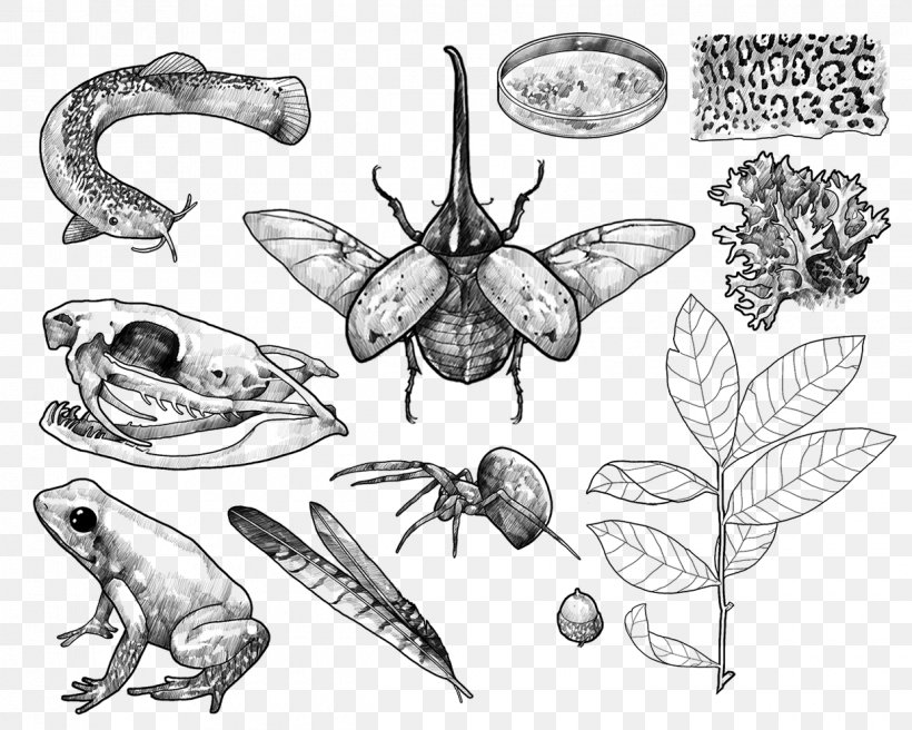 Butterfly Line Art Insect Sketch, PNG, 1240x992px, Butterfly, Artwork, Black And White, Butterflies And Moths, Cartoon Download Free