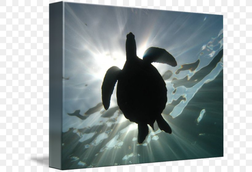 Duck Penguin Fauna Silhouette, PNG, 650x560px, Duck, Beak, Ducks Geese And Swans, Fauna, Flightless Bird Download Free