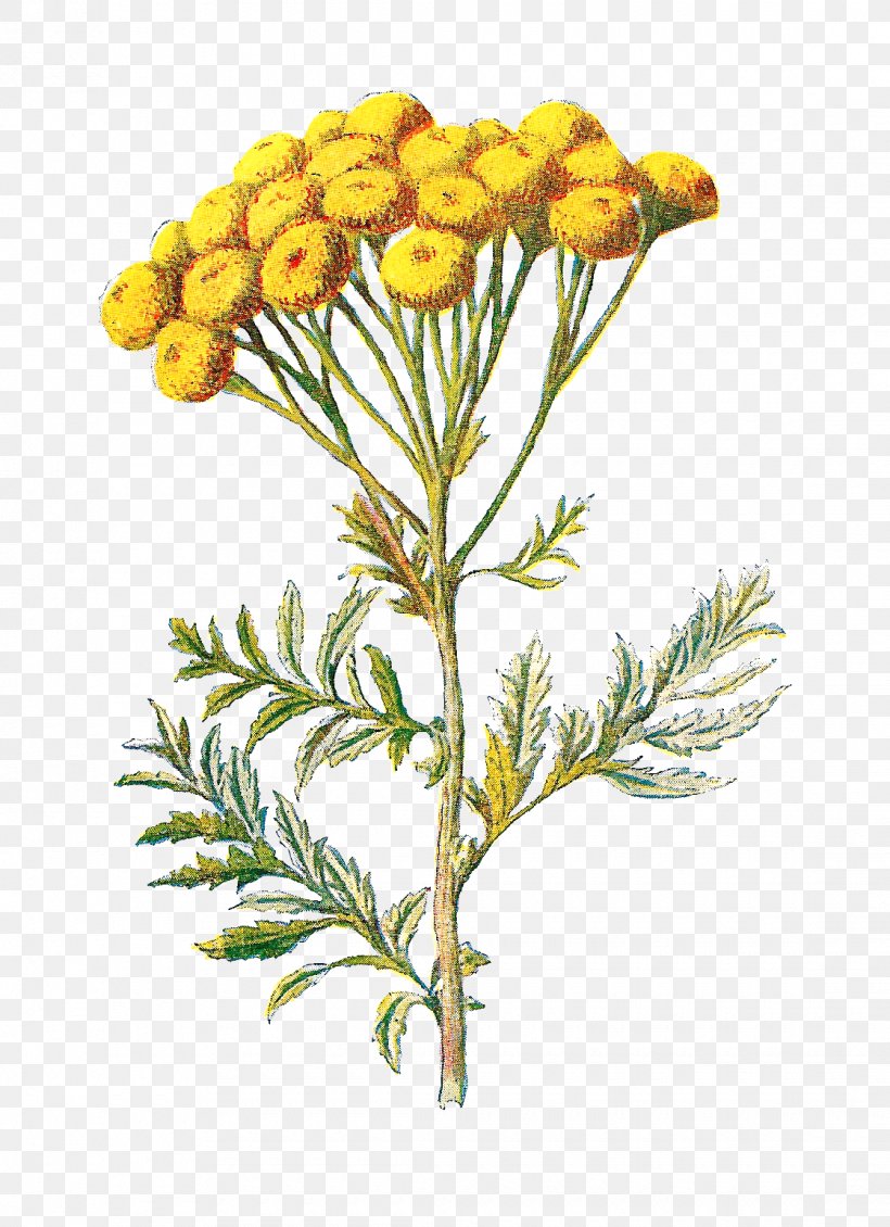 Familiar Wild Flowers Tansy Wildflower Clip Art, PNG, 1120x1544px ...