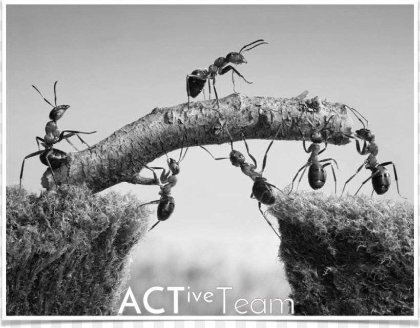 Leadership Organization Management Teamwork Motivation, PNG, 1039x810px, Leadership, Ant Financial, Black And White, Branch, Business Download Free