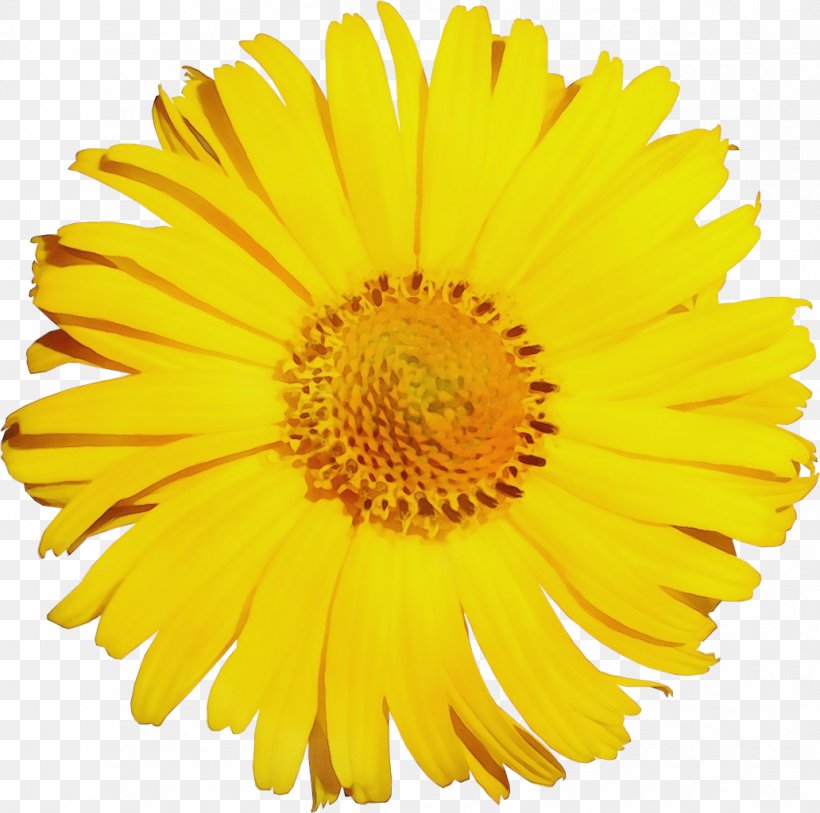 Marigold Flower, PNG, 1032x1024px, Flower, Annual Plant, Asterales, Barberton Daisy, Calendula Download Free
