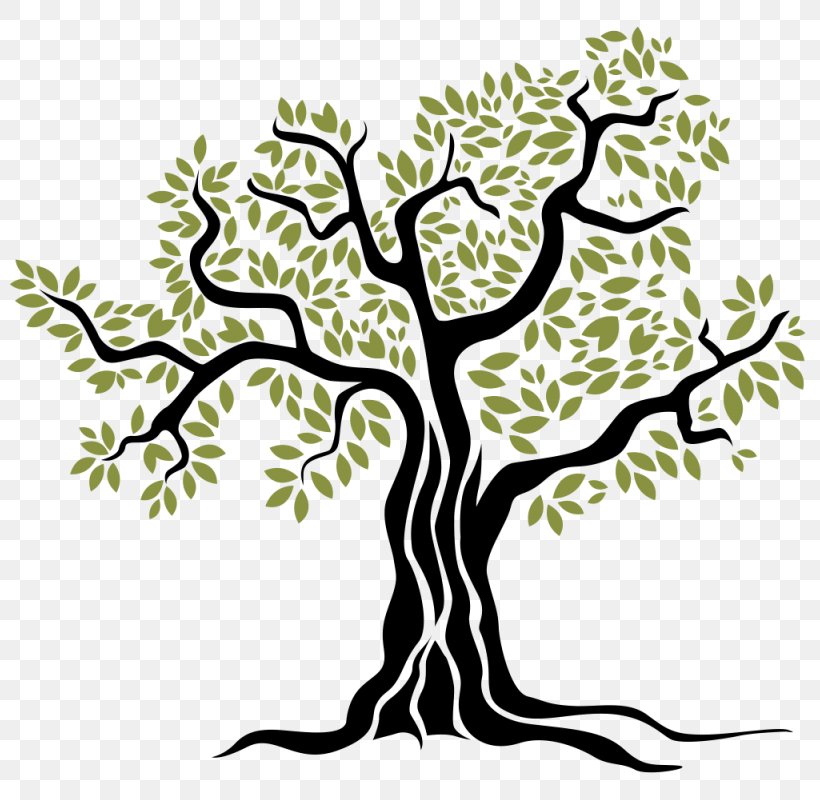 Olive Tree, PNG, 800x800px, Olive, Artwork, Black And White, Branch, Drawing Download Free