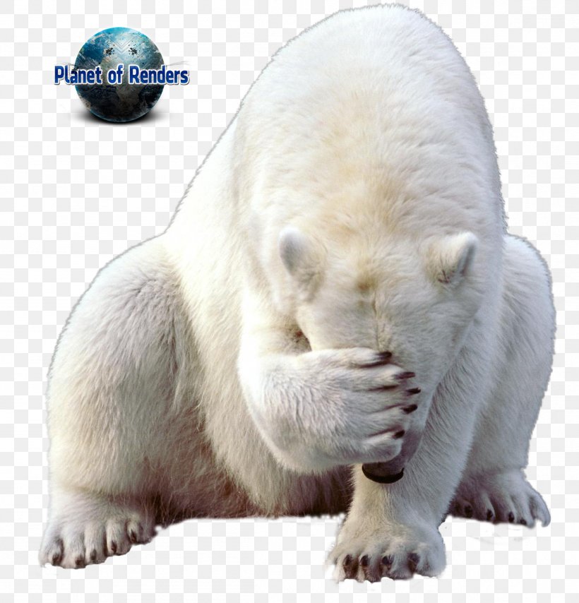 Polar Bear Walrus Polar Regions Of Earth, PNG, 1153x1201px, Polar Bear, Bear, Carnivoran, Cuteness, Earless Seal Download Free