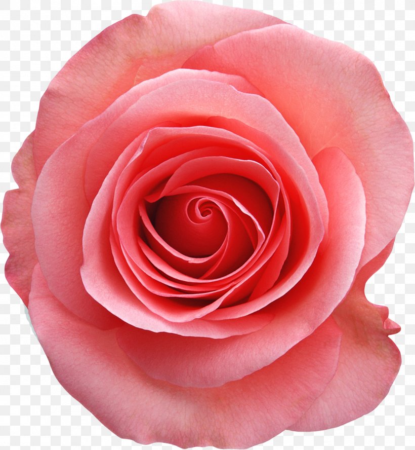 Rose Pink White Stock Photography, PNG, 1108x1200px, Rose, China Rose, Close Up, Cut Flowers, Floribunda Download Free