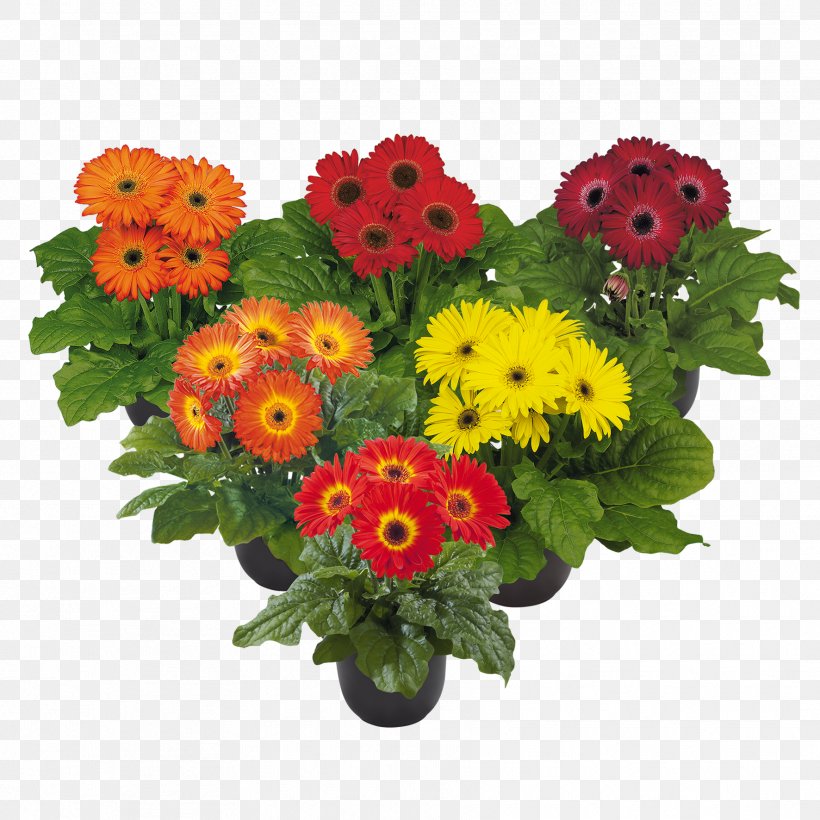 Transvaal Daisy Cut Flowers Floral Design Flower Bouquet, PNG, 1772x1772px, Transvaal Daisy, Annual Plant, Chrysanthemum, Chrysanths, Cut Flowers Download Free