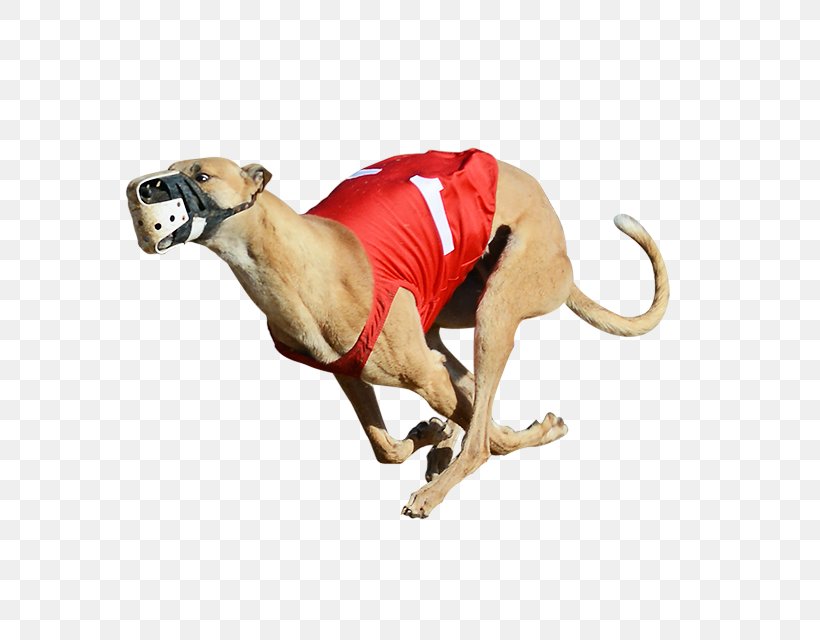 Derby Lane Greyhound Track Greyhound Racing Greyhound Lines 2017 English Greyhound Derby, PNG, 800x640px, Greyhound, Animal Figure, Carnivora, Carnivoran, Dog Download Free