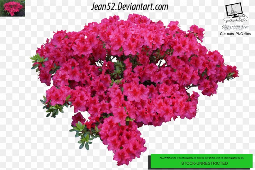 Flower Plant Shrub, PNG, 1024x682px, Flower, Annual Plant, Bougainvillea, Chrysanths, Cut Flowers Download Free