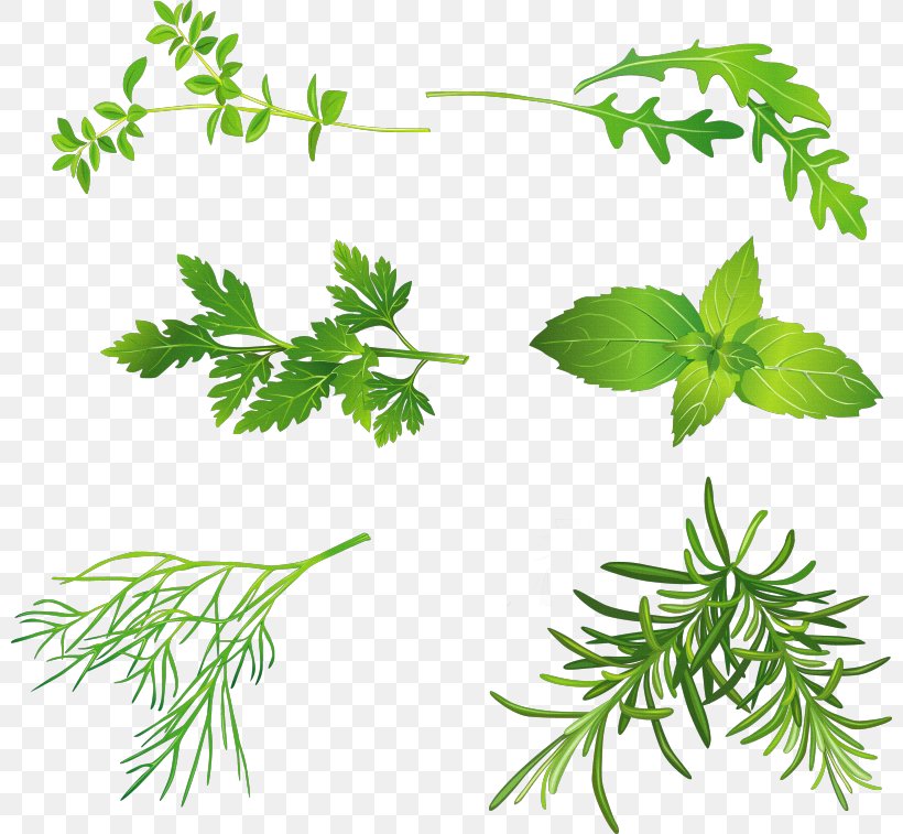 Herb Mints Coriander Basil Peppermint, PNG, 800x757px, Herb, Basil, Branch, Common Sage, Coriander Download Free