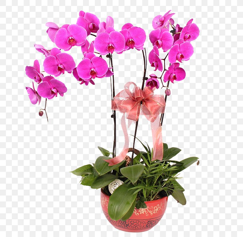 Moth Orchids Vase Flower, PNG, 800x800px, Moth Orchids, Artificial Flower, Cut Flowers, Floral Design, Floristry Download Free