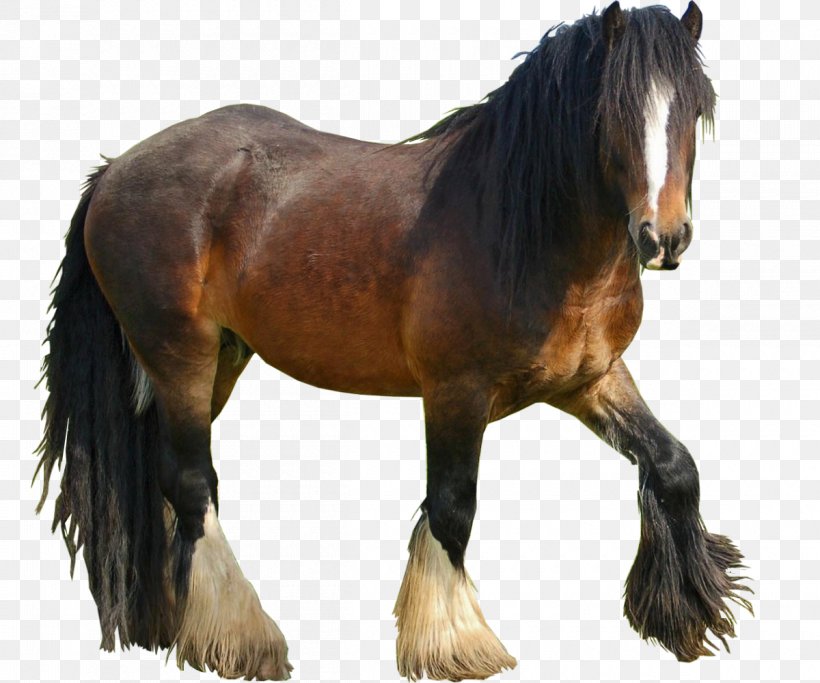 Mustang Nokota Horse Stallion Pony Howrse, PNG, 1200x1000px, Mustang, Equestrian, Halter, Horse, Horse Like Mammal Download Free