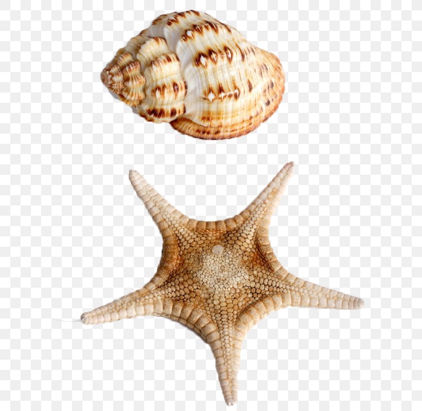 Starfish Seashell Sea Snail Conch, PNG, 800x800px, Starfish, Conch, Conchology, Designer, Echinoderm Download Free