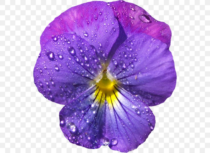 Violet Flower Pansy Purple Clip Art, PNG, 562x600px, Violet, Color, Flower, Flower Bouquet, Flowering Plant Download Free