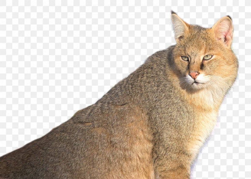 Chausie Whiskers Cougar, PNG, 1400x1000px, Chausie, Asian, California Spangled, Carnivoran, Cat Download Free
