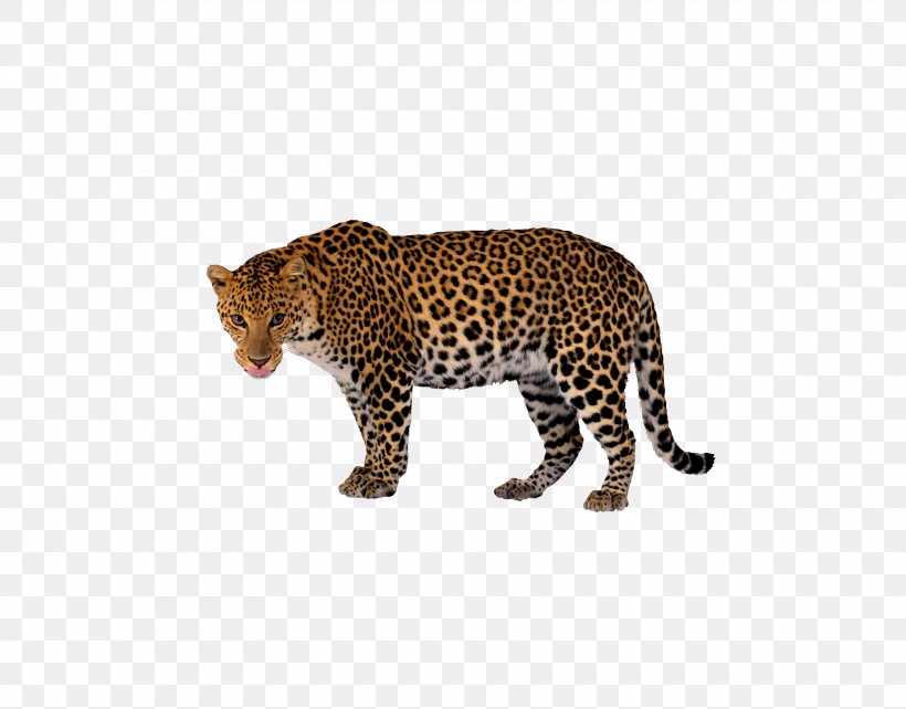 Leopard Tiger Black Panther Clip Art, PNG, 3567x2796px, Leopard, Big Cat, Big Cats, Black Panther, Carnivoran Download Free