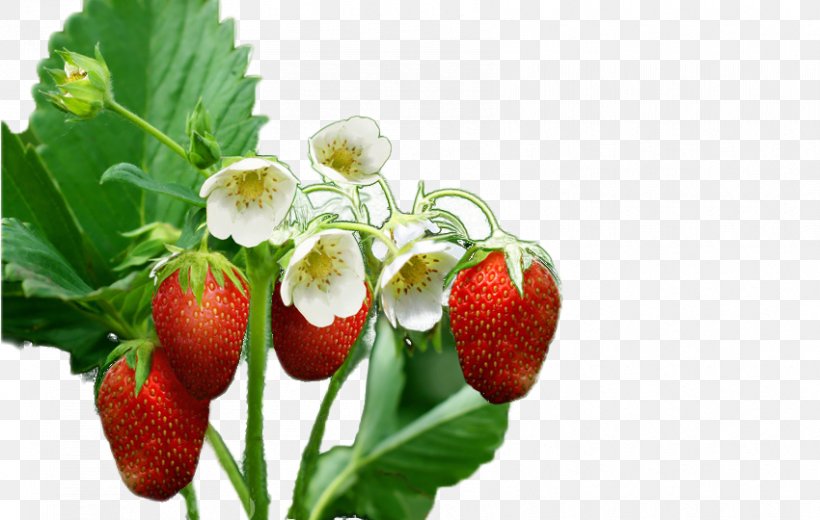 Strawberry Fruit Blossom Wallpaper, PNG, 850x540px, 4k Resolution, Strawberry, Aedmaasikas, Auglis, Berry Download Free