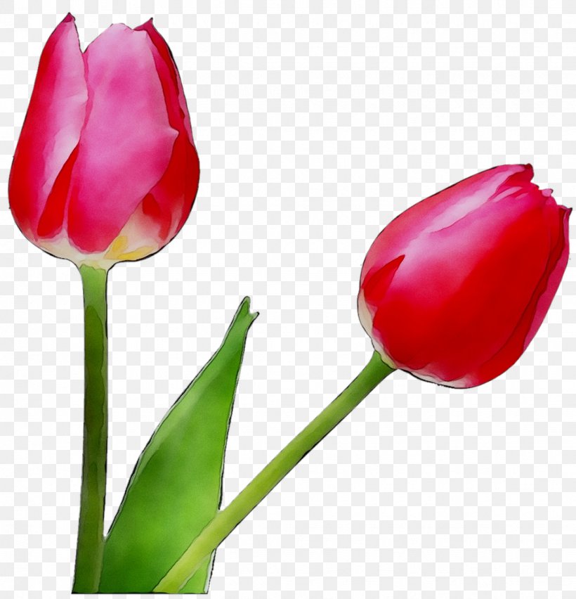 Clip Art Tulip Lily Flower, PNG, 1124x1168px, Tulip, Arumlily, Botany, Bud, Closeup Download Free