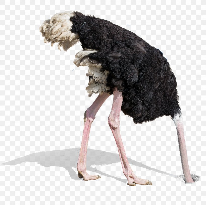 Common Ostrich Stock Photography Royalty-free Bird, PNG, 2729x2717px, Common Ostrich, Bird, Can Stock Photo, Cartoon, Drawing Download Free