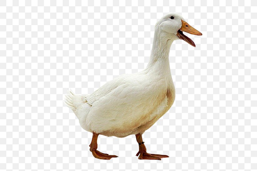 Domestic Duck Domestic Goose Bird, PNG, 563x545px, Duck, Beak, Bird, Chicken, Chomikujpl Download Free