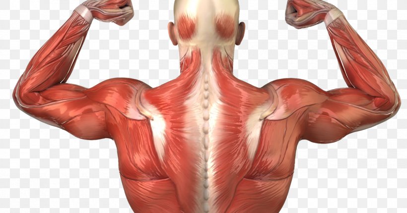 Human Body Human Back Anatomy Muscle Muscular System, PNG, 1200x630px