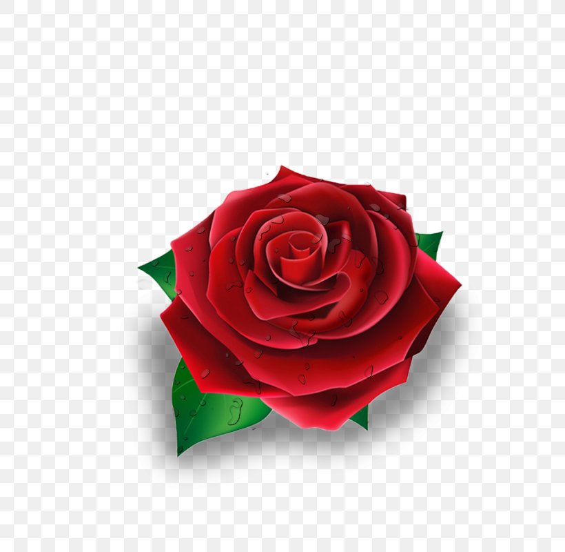 Rose Red, PNG, 700x800px, Rose, Cut Flowers, Flower, Flowering Plant, Garden Roses Download Free