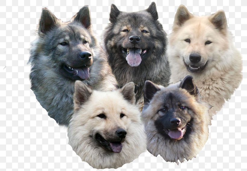 Eurasier German Spitz Norwegian Elkhound Dog Breed Shiloh Shepherd Dog, PNG, 800x568px, Eurasier, Breed, Breed Group Dog, Carnivoran, Dog Download Free