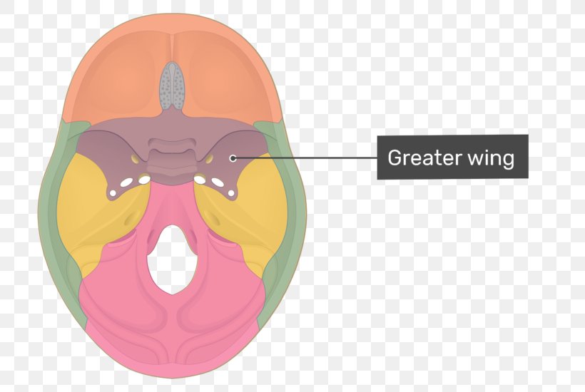 Middle Cranial Fossa Anterior Cranial Fossa Sella Turcica Infratemporal Fossa Sphenoid Bone, PNG, 757x550px, Anterior Cranial Fossa, Anatomy, Base Of Skull, Greater Wing Of Sphenoid Bone, Infratemporal Fossa Download Free