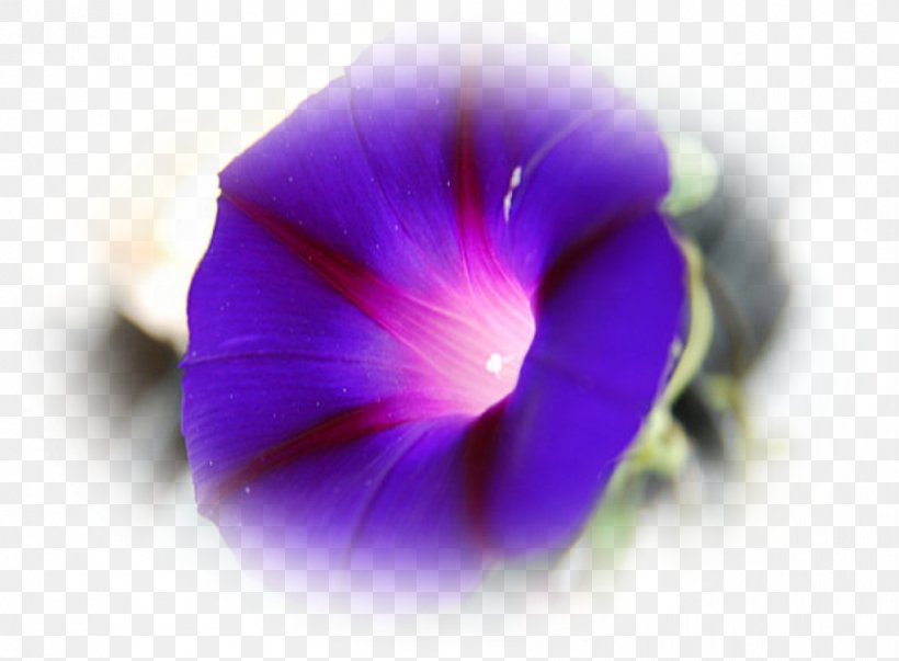 Violet Flower, PNG, 892x656px, Pansy, Annual Plant, Beach Moonflower, Closeup, Flower Download Free
