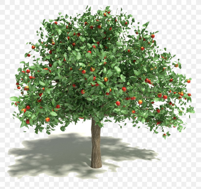 Apple Fruit Tree 3D Modeling 3D Computer Graphics, PNG, 1108x1040px, 3d Computer Graphics, 3d Modeling, Apple, Animation, Branch Download Free
