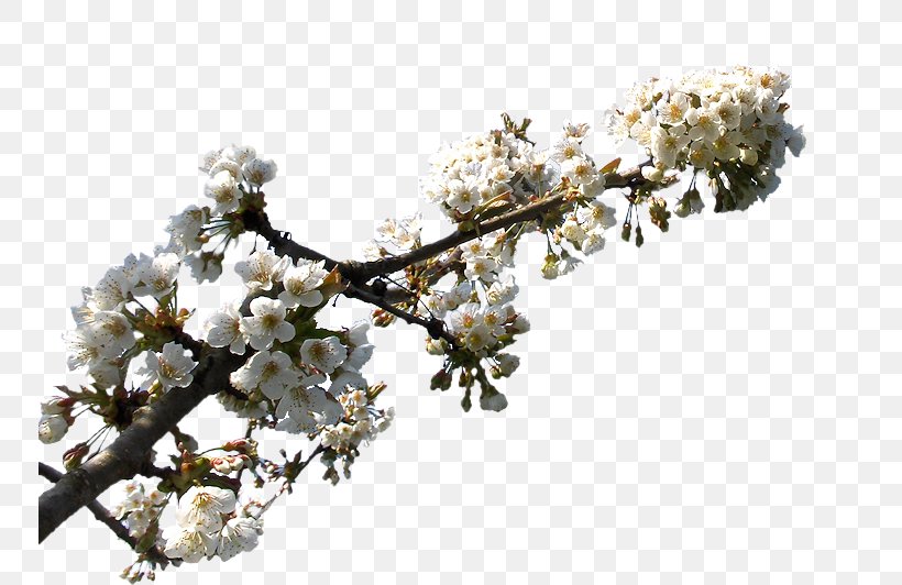 Cherry Blossom ST.AU.150 MIN.V.UNC.NR AD, PNG, 750x532px, Cherry Blossom, Blossom, Branch, Cherry, Flower Download Free