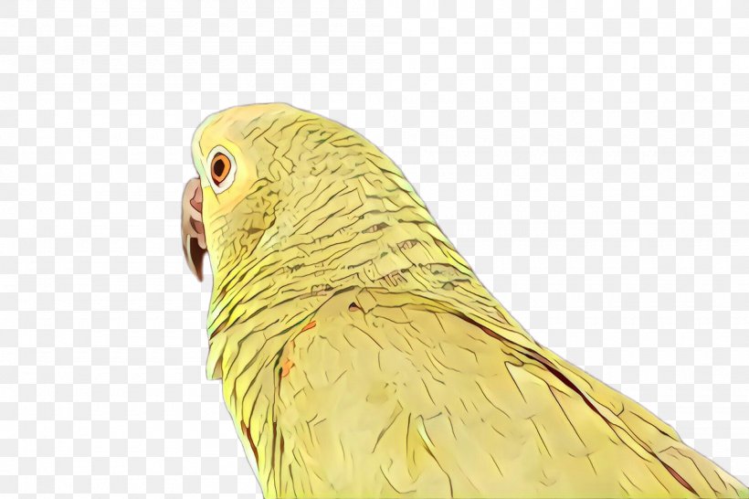 Feather, PNG, 2000x1332px, Cartoon, Beak, Bird, Budgie, Feather Download Free