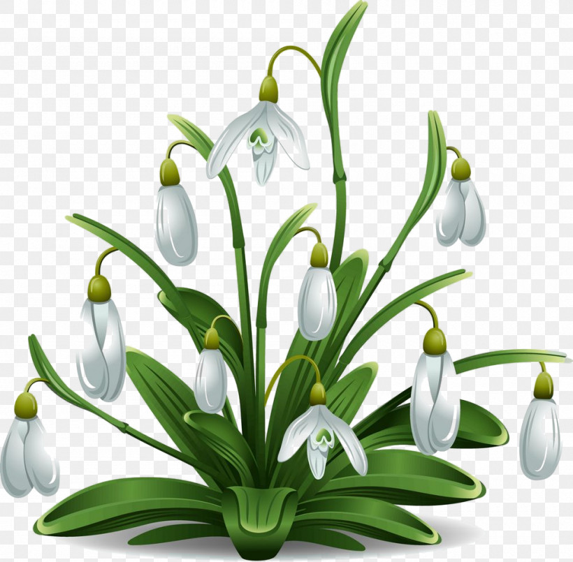 Flower Galanthus Snowdrop Plant Summer Snowflake, PNG, 1000x982px, Flower, Amaryllis Family, Flowerpot, Galanthus, Houseplant Download Free