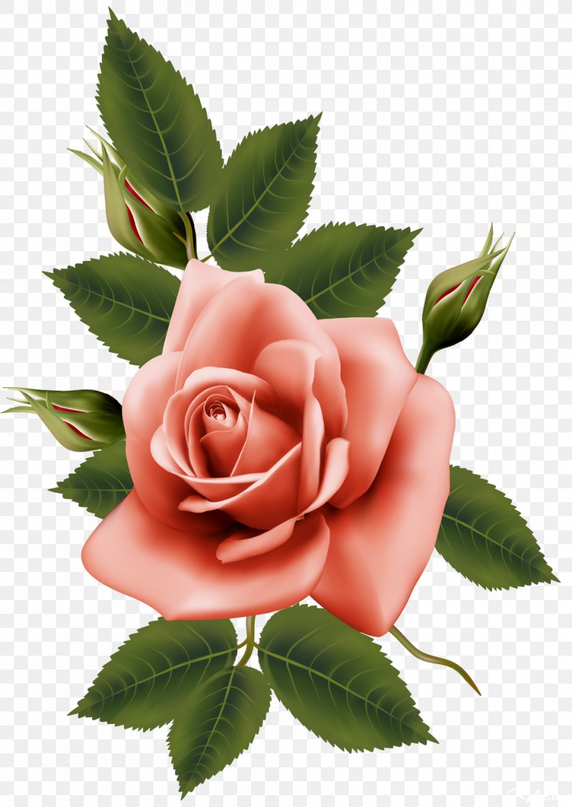 Garden Roses Centifolia Roses Flower, PNG, 1000x1411px, Garden Roses, Centifolia Roses, Cut Flowers, Digital Image, Flower Download Free