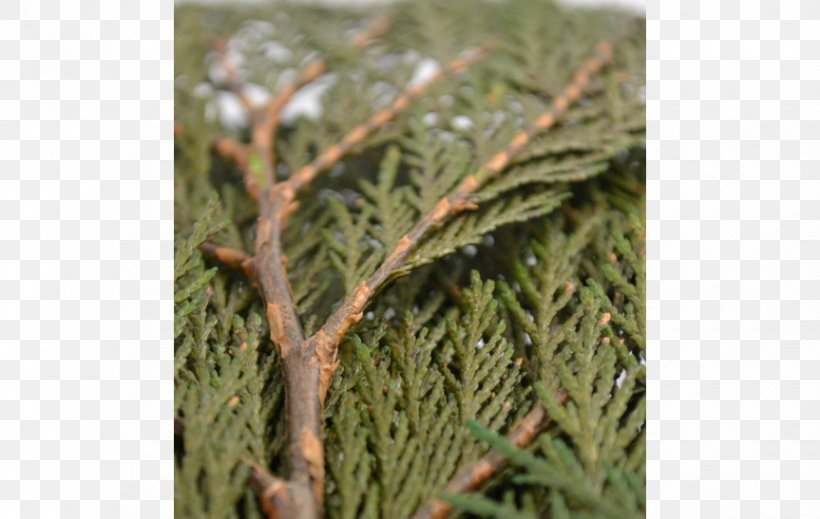 Pine Family Evergreen, PNG, 863x547px, Pine, Branch, Evergreen, Grass, Pine Family Download Free