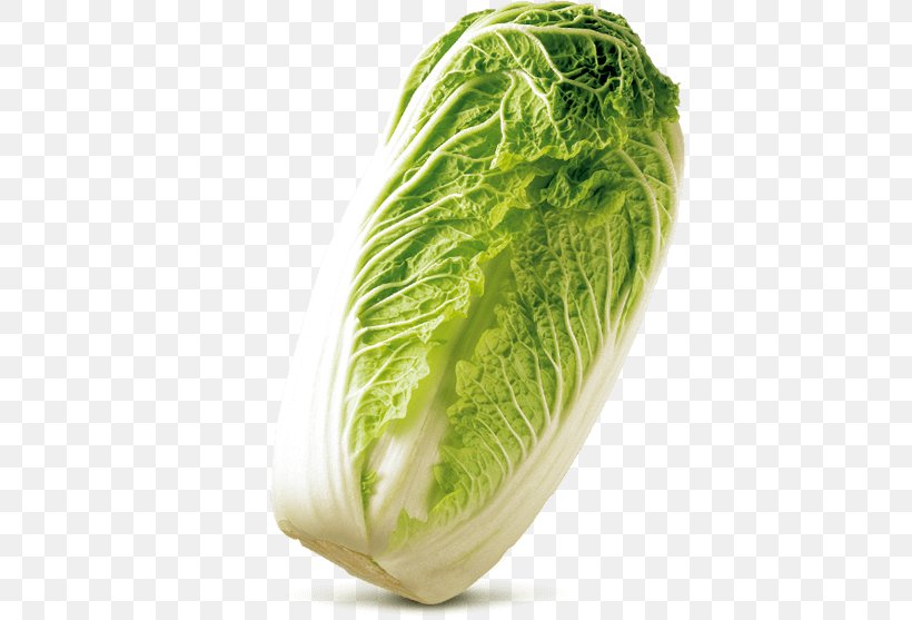 Romaine Lettuce Cabbage Cruciferous Vegetables Rutabaga Spring Greens, PNG, 800x557px, Romaine Lettuce, Bok Choy, Cabbage, Cabbages, Cauliflower Download Free