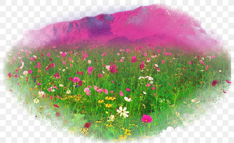 Desktop Wallpaper Flower, PNG, 800x500px, Flower, Blog, Desktop Environment, Display Resolution, Flower Garden Download Free