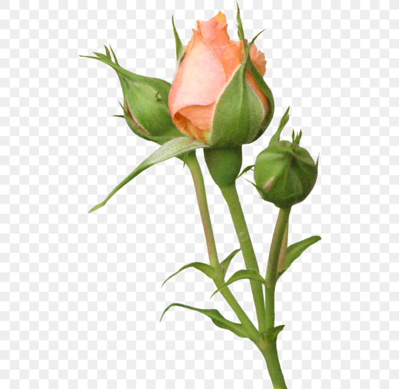 Garden Roses Бутон Flower Clip Art, PNG, 504x800px, Garden Roses, Animaatio, Bud, Cut Flowers, Digital Image Download Free