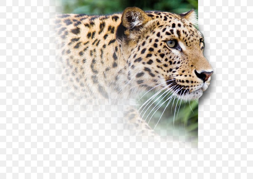 Snow Leopard Jaguar Cheetah Horse, PNG, 611x580px, Leopard, Big Cats, Carnivoran, Cat Like Mammal, Cheetah Download Free