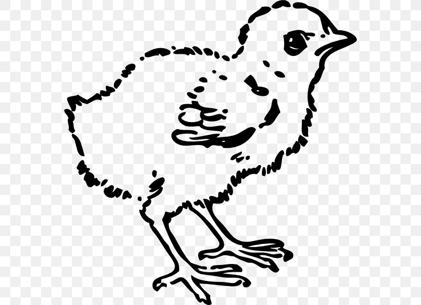 Chicken Black And White Clip Art, PNG, 570x595px, Chicken, Art, Artwork, Beak, Bird Download Free