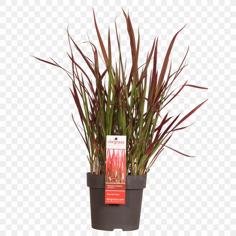 Flowerpot Ornamental Grass Ornamental Plant Chinese Fountain Grass Carex Hachijoensis, PNG, 2500x2500px, Flowerpot, Carex Hachijoensis, Chinese Fountain Grass, Chinese Silver Grass, Flower Download Free