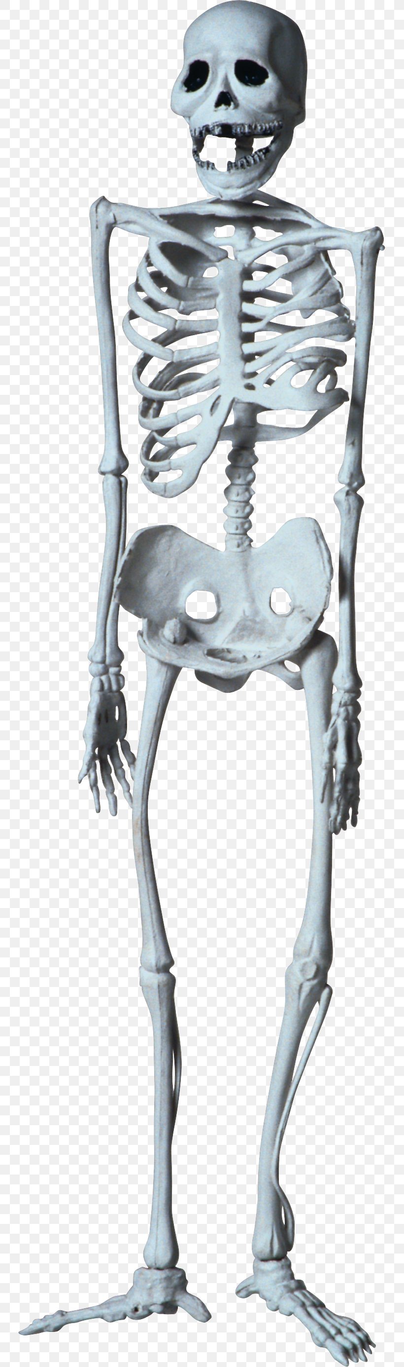 Human Skeleton Bone Clip Art, PNG, 745x2770px, Skeleton, Art, Black And White, Bone, Figurine Download Free