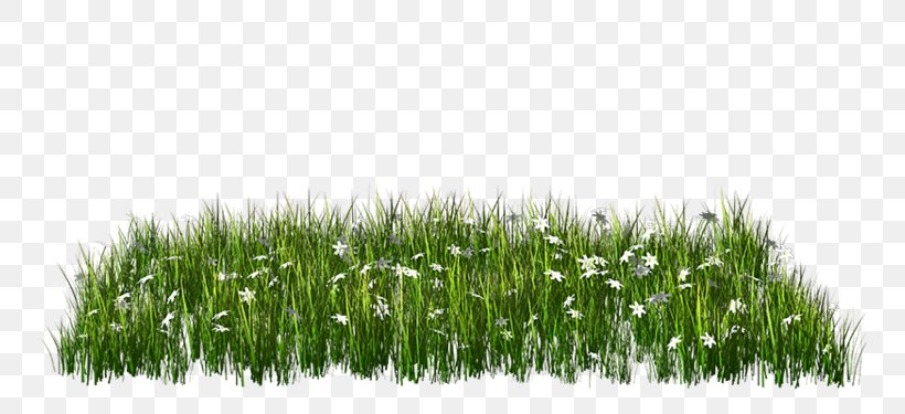 Clip Art Image Lawn Download, PNG, 750x375px, Lawn, Blog, Commodity, Grass, Grass Family Download Free
