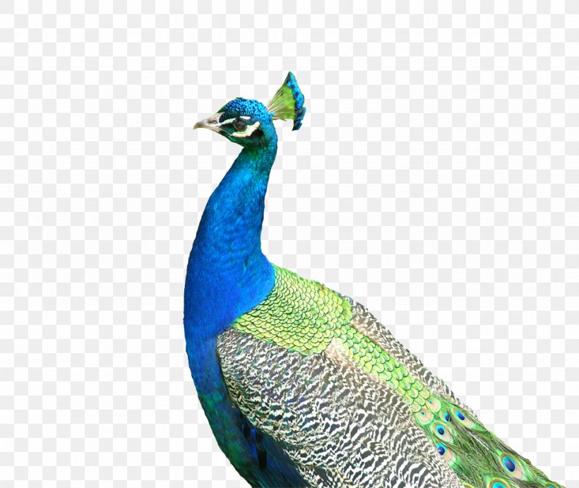 Asiatic Peafowl Bird U9ce5u985e: U5b54u96c0 Southeast Fly The Peacocks, PNG, 974x821px, Peafowl, Animal, Asiatic Peafowl, Beak, Bird Download Free
