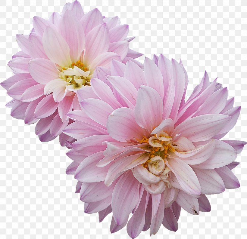 Dahlia Flower Hello Primrose!, PNG, 1280x1241px, Dahlia, Annual Plant, Aster, Bud, Chrysanths Download Free