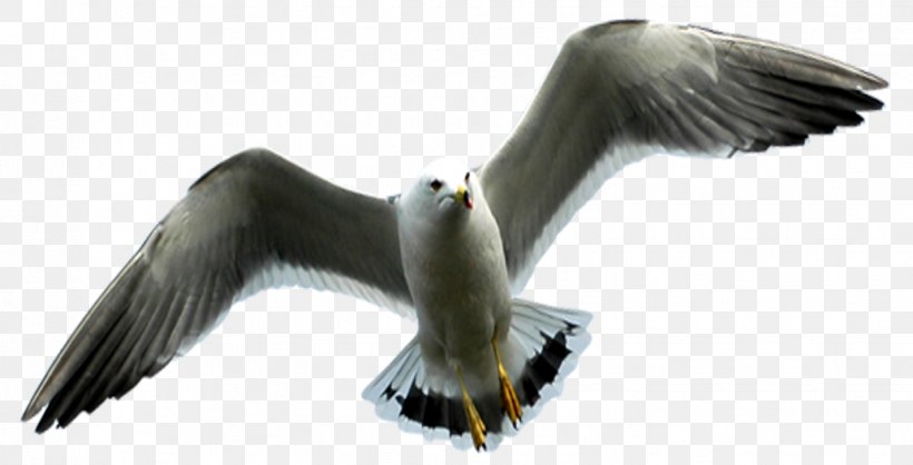 European Herring Gull Gulls Vulture Eagle Beak, PNG, 1428x728px, European Herring Gull, Beak, Bird, Bird Of Prey, Charadriiformes Download Free